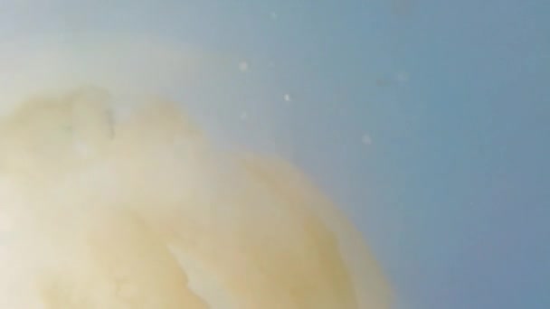 Méduses sous-marines en mer. Espèces de méduses Rhizostoma pulmo.