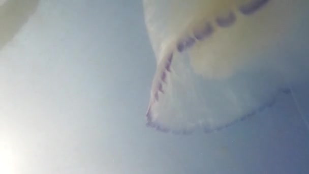 Méduses sous-marines en mer. Espèces de méduses Rhizostoma pulmo.