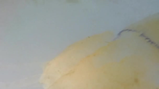 Medúzák Víz Alatt Tengeren Rhizostoma Pulmo Medúzafaj — Stock videók
