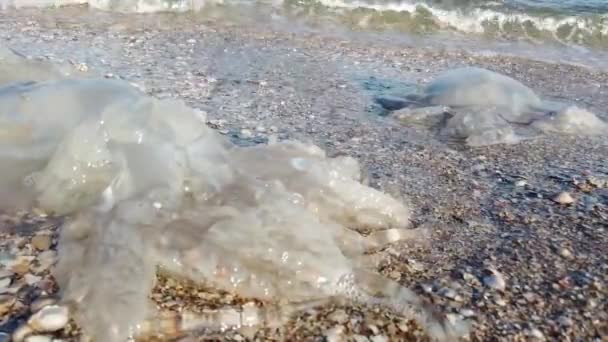 ビーチでクラゲ クラゲの種Rizostoma Pulmo — ストック動画