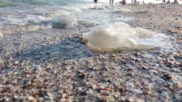 Медузы Пляже Виды Медузы Rhizostoma Pulmo — стоковое видео