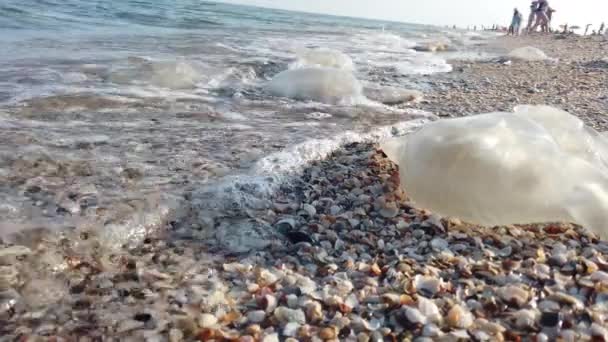 海滩上的水母水母根瘤性水肿的种类 — 图库视频影像
