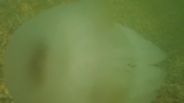 Denizanası denizde suyun altında. Denizanası türleri Rhizostoma pulmo.