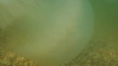 Denizanası denizde suyun altında. Denizanası türleri Rhizostoma pulmo.