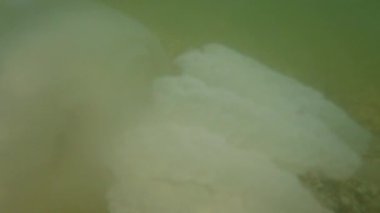 Denizanası denizde suyun altında. Denizanası türleri Rhizostoma pulmo.