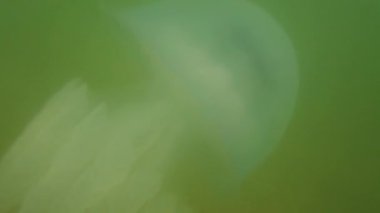 Denizanası denizde suyun altında. Denizanası türleri Rhizostoma pulmo.