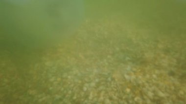 Denizanası denizde suyun altında. Denizanası türleri Rhizostoma pulmo.