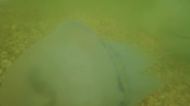 Denizanası denizde suyun altında. Denizanası türleri Rhizostoma pulmo.
