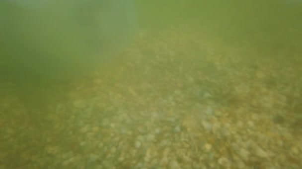 Medusas Bajo Agua Mar Especie Medusa Rhizostoma Pulmo — Vídeo de stock