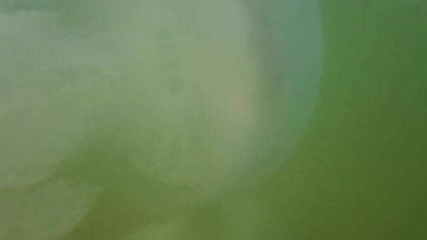 Медузы Водой Море Виды Медузы Rhizostoma Pulmo — стоковое видео