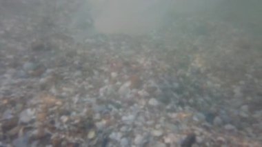 Denizanası denizde suyun altında. Denizanası türleri Rhizostoma pulmo.