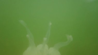 Denizanası denizde suyun altında. Denizanası türleri Rhizostoma pulmo.