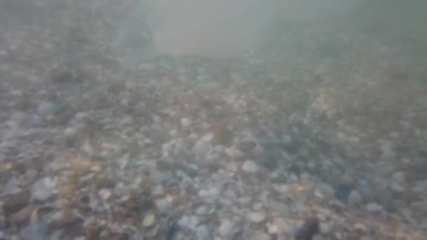 Medusas Bajo Agua Mar Especie Medusa Rhizostoma Pulmo — Vídeos de Stock