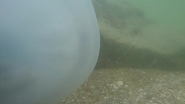 Quallen Unter Wasser Meer Quallenart Rhizostoma Pulmo — Stockvideo