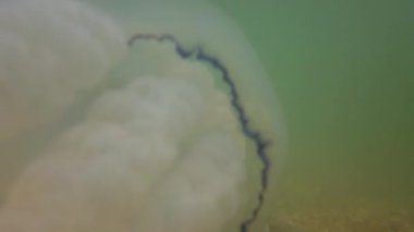 Denizanası denizde suyun altında. Denizanası türleri Rhizostoma pulmo.