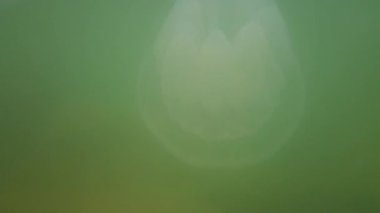 Denizanası denizde suyun altında. Denizanası türleri Rhizostoma pulmo.