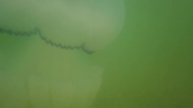 Denizanası denizde suyun altında. Denizanası türleri Rhizostoma pulmo.