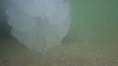 Denizanası denizde suyun altında. Denizanası türleri Rhizostoma pulmo.