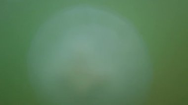 Denizanası denizde suyun altında. Denizanası türleri Rhizostoma pulmo.