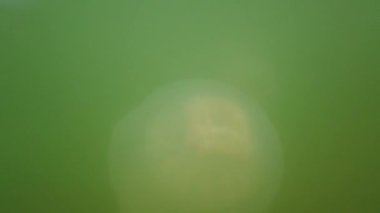 Denizanası denizde suyun altında. Denizanası türleri Rhizostoma pulmo.