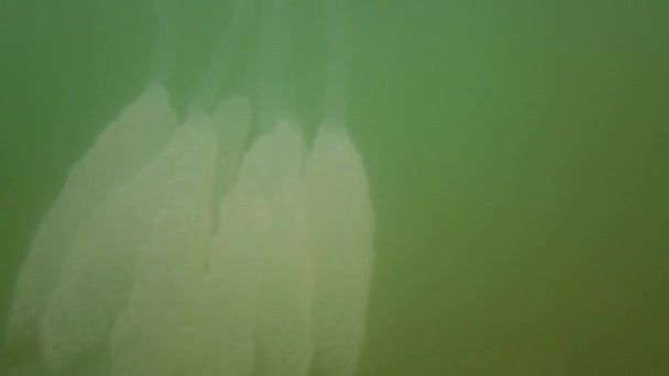 Medusas Submarinas Mar Espécie Alforreca Rhizostoma Pulmo — Vídeo de Stock