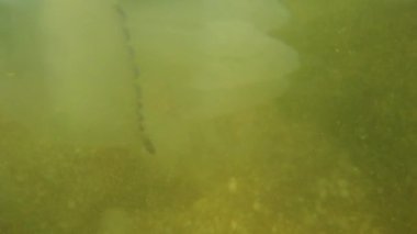 Denizanası denizde suyun altında. Denizanası türleri Rhizostoma pulmo.