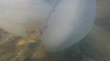 Denizanası denizde suyun altında. Denizanası türleri Rhizostoma pulmo.