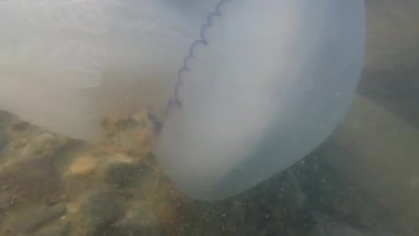 Medusas Bajo Agua Mar Especie Medusa Rhizostoma Pulmo — Vídeos de Stock