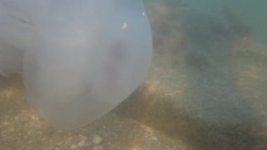 Denizanası denizde suyun altında. Denizanası türleri Rhizostoma pulmo.