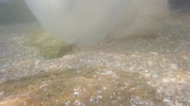 Denizanası denizde suyun altında. Denizanası türleri Rhizostoma pulmo.