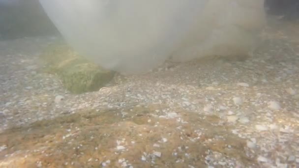 Medusas Bajo Agua Mar Especie Medusa Rhizostoma Pulmo — Vídeos de Stock