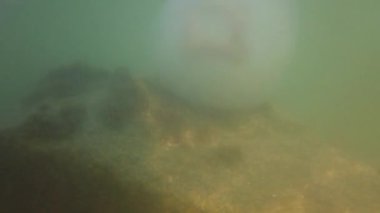 Denizanası denizde suyun altında. Denizanası türleri Rhizostoma pulmo.