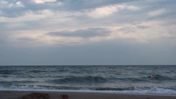 Чайка Небі Серед Грозових Хмар Над Морем — стокове відео