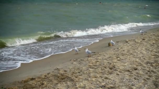 Voo Gaivota Praia Mar — Vídeo de Stock