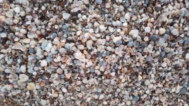 Deniz sahilinde ölü denizanası..