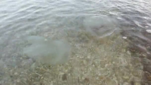 Jellyfish Underwater Sea Species Jellyfish Rhizostoma Pulmo — Stock Video