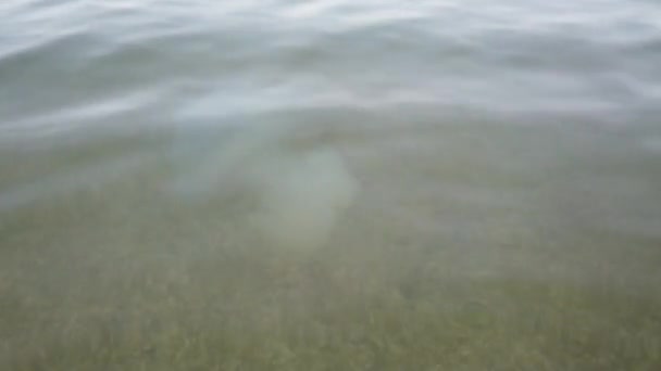 Медузы Водой Море Виды Медузы Rhizostoma Pulmo — стоковое видео