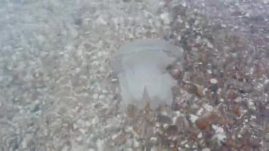 Denizanası denizde suyun altında. Denizanası türleri Rhizostoma pulmo.