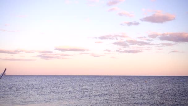 日没時に海の上のカモメの飛行 — ストック動画