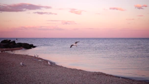 Πτήση Των Γλάρων Πάνω Από Θάλασσα Στο Ηλιοβασίλεμα — Αρχείο Βίντεο