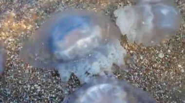 Deniz kıyısındaki denizanası. Denizanası türleri Rhizostoma pulmo.