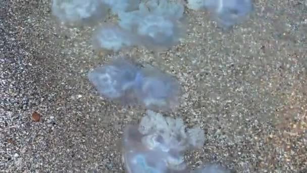 Medusas Orilla Del Mar Especie Medusa Rhizostoma Pulmo — Vídeo de stock