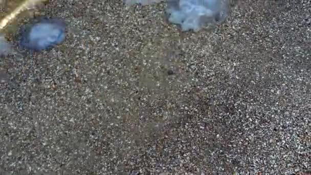 Medusas Orilla Del Mar Especie Medusa Rhizostoma Pulmo — Vídeo de stock