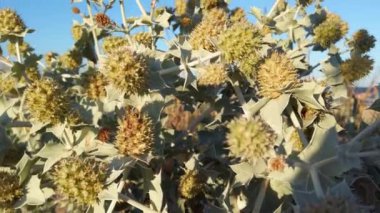 Eryngium maritimum. Dikenli yapraklı dikenli çiçekler. Yazın kum tepecikleri çekiyoruz. Akşamları çekim..