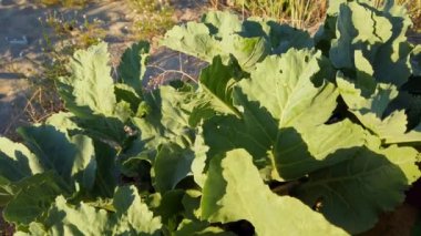 Krambe pontica. Crambe maritima L. Yaz mevsiminde kum tepeleri çekiyoruz..