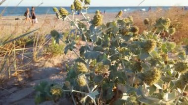 Eryngium maritimum. Dikenli yapraklı dikenli çiçekler. Yazın kum tepecikleri çekiyoruz. Akşamları çekim..