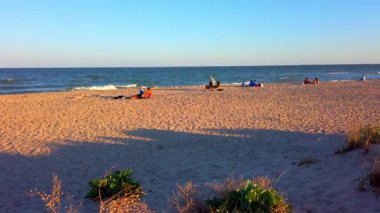 Krambe pontica. Crambe maritima L. Yazın kum tepeleri vuruyor. Yazın deniz plajı.
