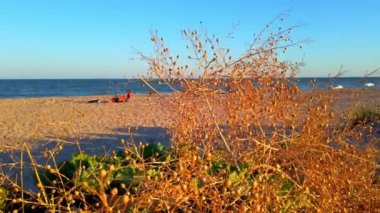 Krambe pontica. Crambe maritima L. Yazın kum tepeleri vuruyor. Yazın deniz plajı.