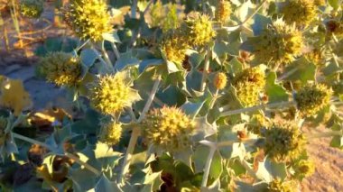Eryngium maritimum. Dikenli yapraklı dikenli çiçekler. Yazın kum tepecikleri çekiyoruz. Akşamları çekim..