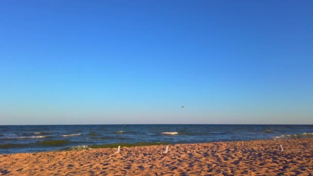 Strand Meer Dreharbeiten Sommer Bei Sonnenuntergang Möwen Strand — Stockvideo